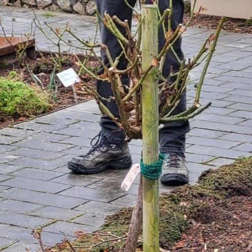 rosenschnittkurs_2_2025