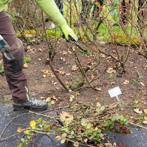 rosenschnittkurs_3_2025