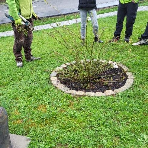 rosenschnittkurs_4_2025